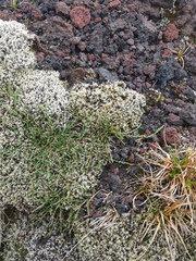 Cassiope lycopodioides