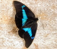 Archaeoprepona chalciope