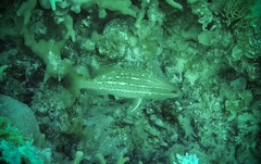 Anyperodon leucogrammicus