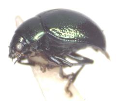 Brachypnoea