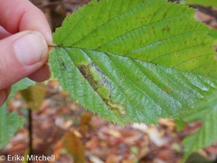 Ectoedemia quadrinotata