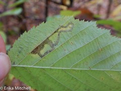 Ectoedemia quadrinotata