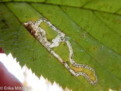 Ectoedemia quadrinotata