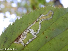 Ectoedemia quadrinotata