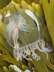 Polyorchis haplus