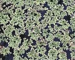 Azolla caroliniana