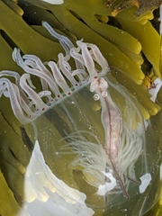 Polyorchis haplus
