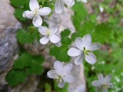 Thalictrum orientale