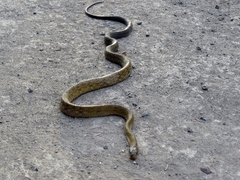 Coelognathus flavolineatus