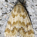 Schinia crenilinea - Photo (c) David G. Barker, algunos derechos reservados (CC BY-NC), subido por David G. Barker