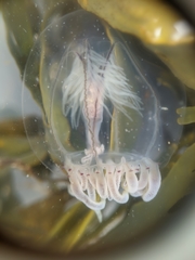 Polyorchis haplus