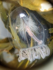 Polyorchis haplus