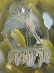 Polyorchis haplus