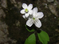 Thalictrum orientale