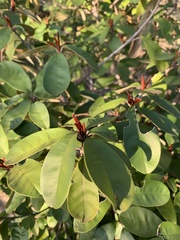 Englerophytum magalismontanum