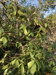 Englerophytum magalismontanum