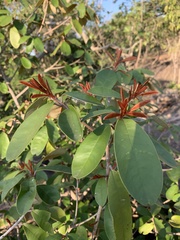 Englerophytum magalismontanum