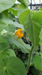 Abutilon palmeri