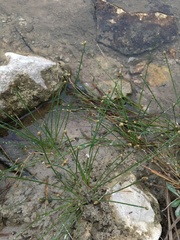 Eleocharis geniculata