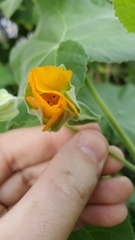Abutilon palmeri