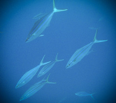 Elagatis bipinnulata