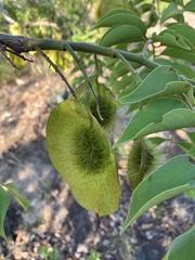 Pterocarpus angolensis