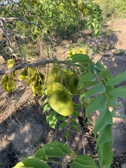 Pterocarpus angolensis