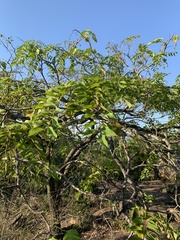 Pterocarpus angolensis