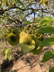 Pterocarpus angolensis