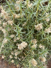 Scleranthus pungens