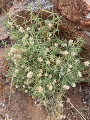 Scleranthus pungens