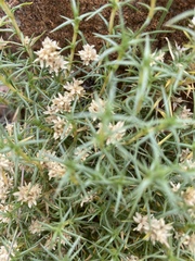 Scleranthus pungens