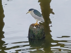Nycticorax nycticorax