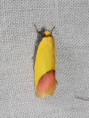 Chrysonoma paracycla