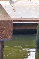 Nycticorax nycticorax