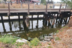 Nycticorax nycticorax