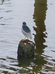 Nycticorax nycticorax