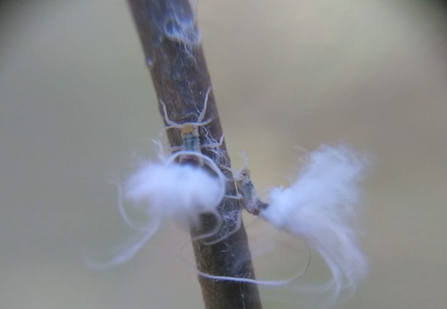 Beech Blight Aphid photo 4