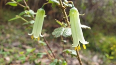 Correa aemula