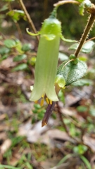 Correa aemula