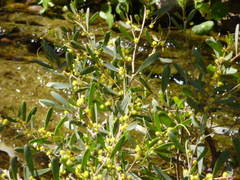 Acacia redolens