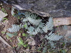 Myriopteris lindheimeri