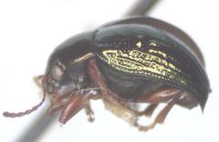 Brachypnoea
