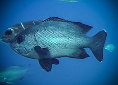 Black and White Snapper photo 5