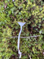 Ampulloclitocybe avellaneialba