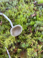 Ampulloclitocybe avellaneialba