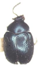 Brachypnoea lefevrei