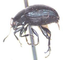 Brachypnoea lefevrei