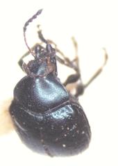 Brachypnoea lefevrei