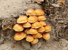 Fungi